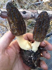 Morchella brunnea