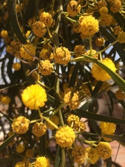 Phyllodineae