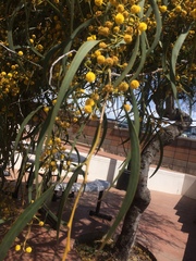 Phyllodineae