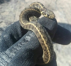 Thamnophis scaliger