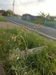 Parthenium hysterophorus image