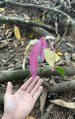 Mangifera indica image