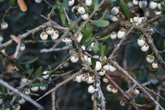Melicytus