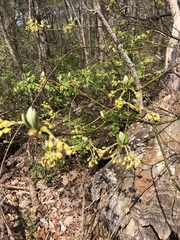 Cornus mas