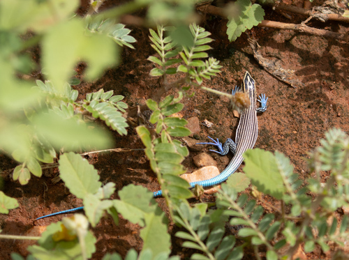Dwarf Teiid, Pholidoscelis lineolatus