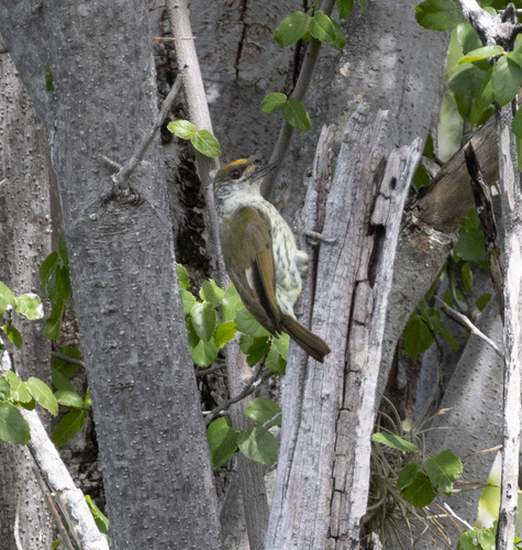 Antillean Piculet (Nesoctites micromegas), photo 7