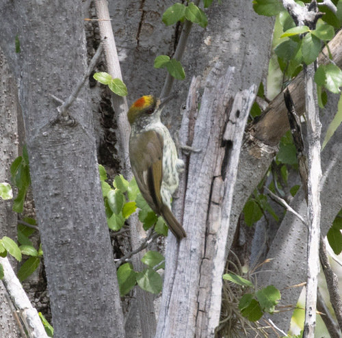 Antillean Piculet (Nesoctites micromegas), photo 8