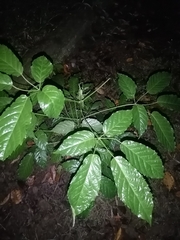 Handroanthus guayacan image