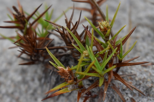 Image of Cyperus pedunculatus by (c) Kristály Cravens-Liszak, some rights reserved (CC BY)