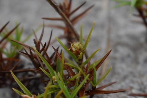 Image of Cyperus pedunculatus by (c) Kristály Cravens-Liszak, some rights reserved (CC BY)