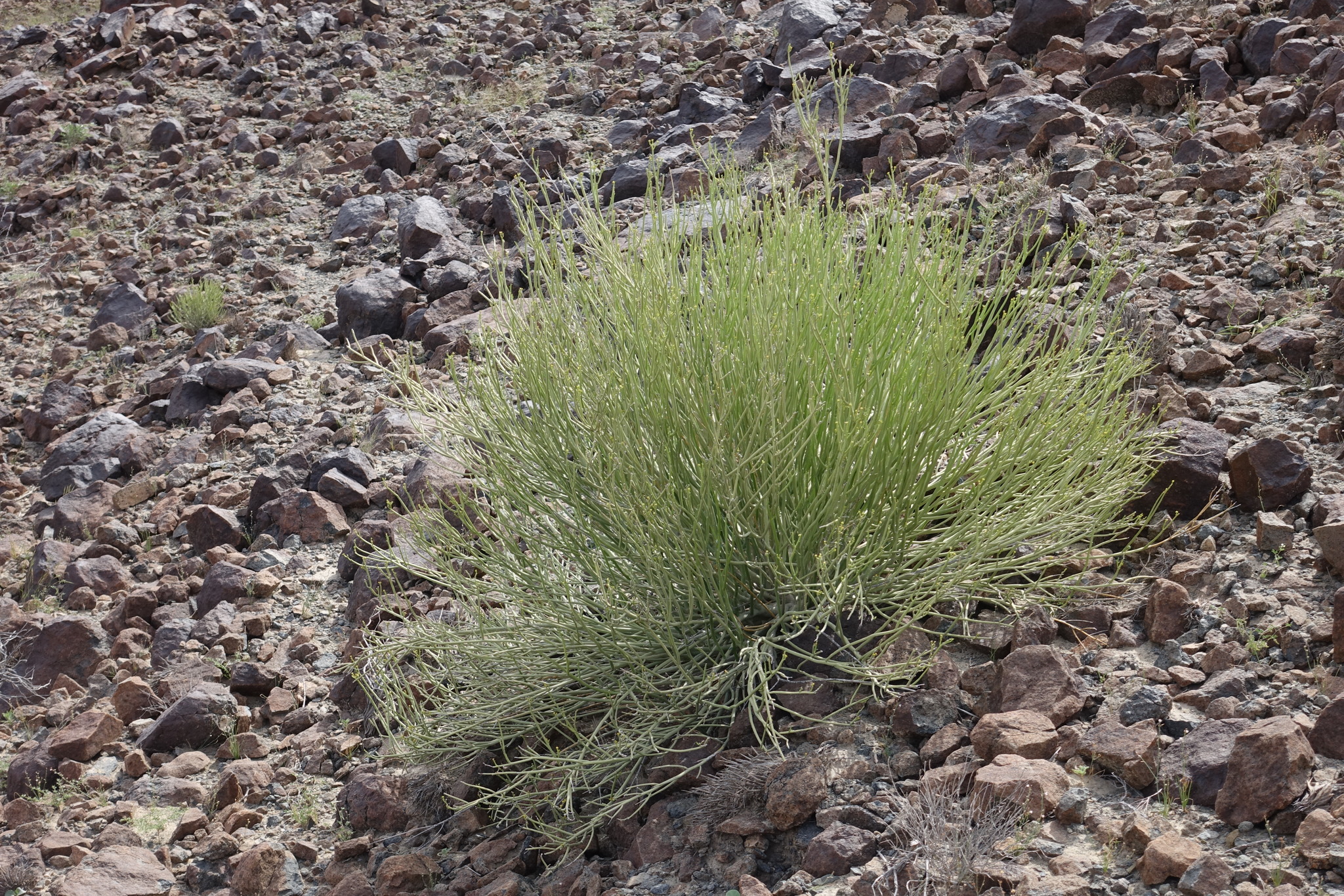 Euphorbia larica