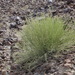 Euphorbia larica - Photo (c) Fadi Yaghmour, vissa rättigheter förbehållna (CC BY-NC), uppladdad av Fadi Yaghmour