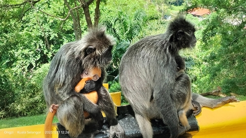 Selangor Silvery Langur
