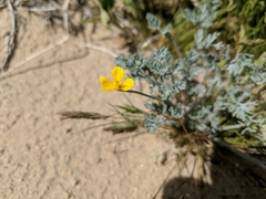Eschscholzia minutiflora