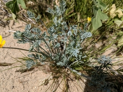 Eschscholzia minutiflora