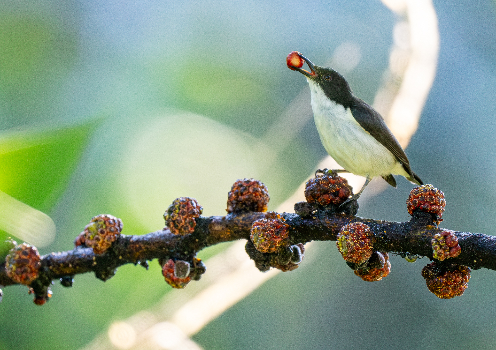 Buzzing Flowerpecker (Dicaeum hypoleucum), photo 7