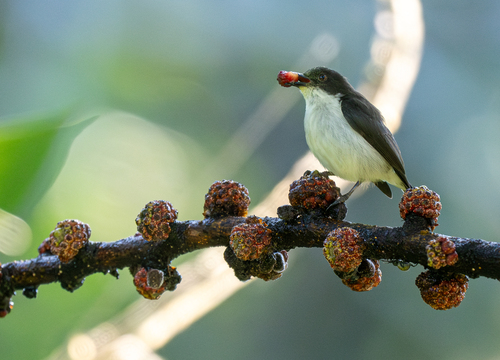 Buzzing Flowerpecker (Dicaeum hypoleucum), photo 8