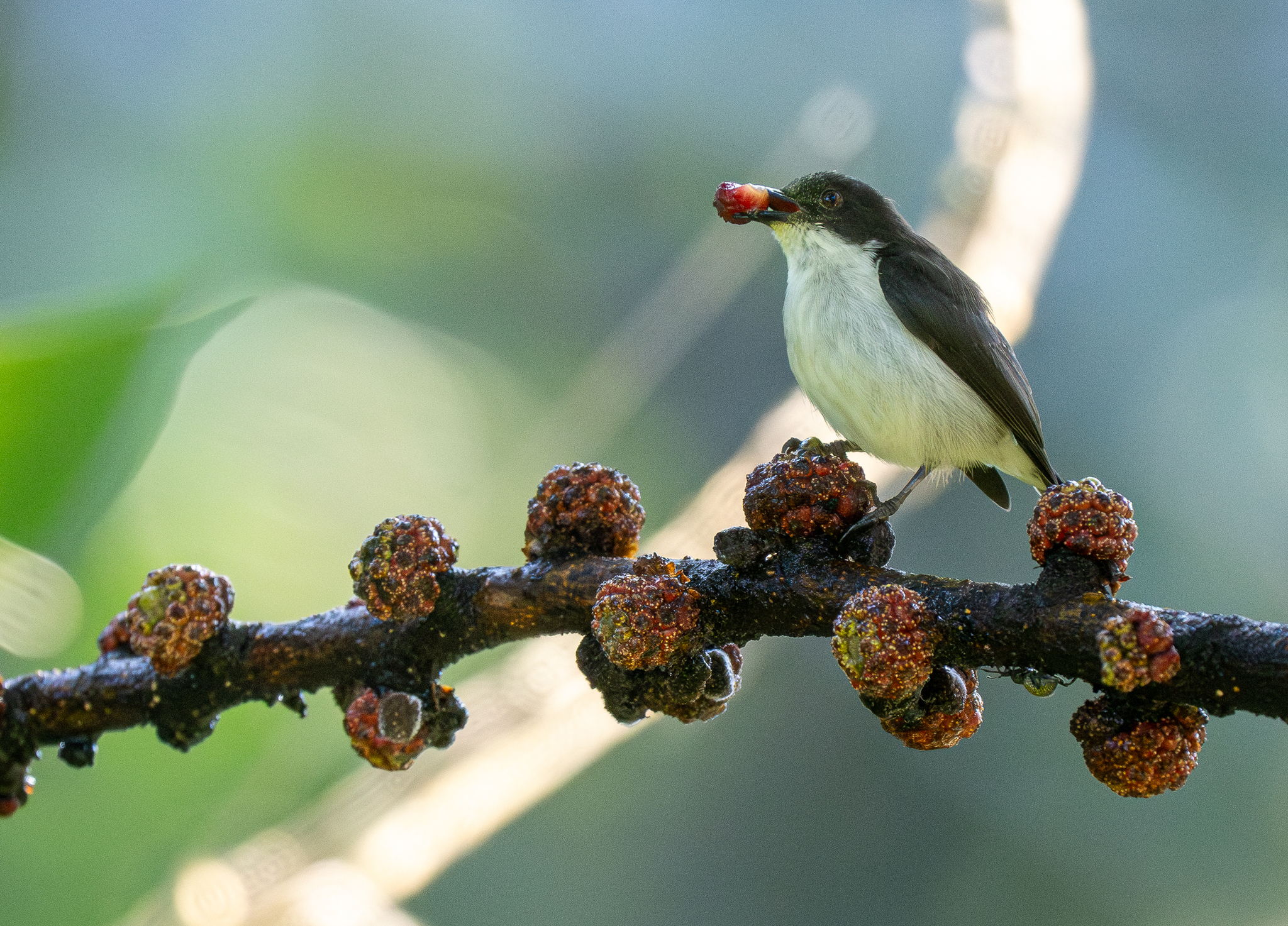 Buzzing Flowerpecker (Dicaeum hypoleucum), photo 8
