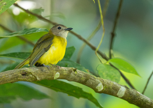 Yellow-bellied Whistler (Pachycephala philippinensis), photo 6