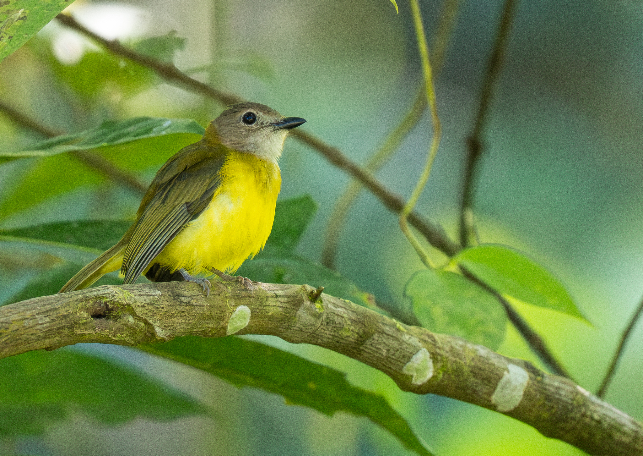 Yellow-bellied Whistler (Pachycephala philippinensis), photo 6