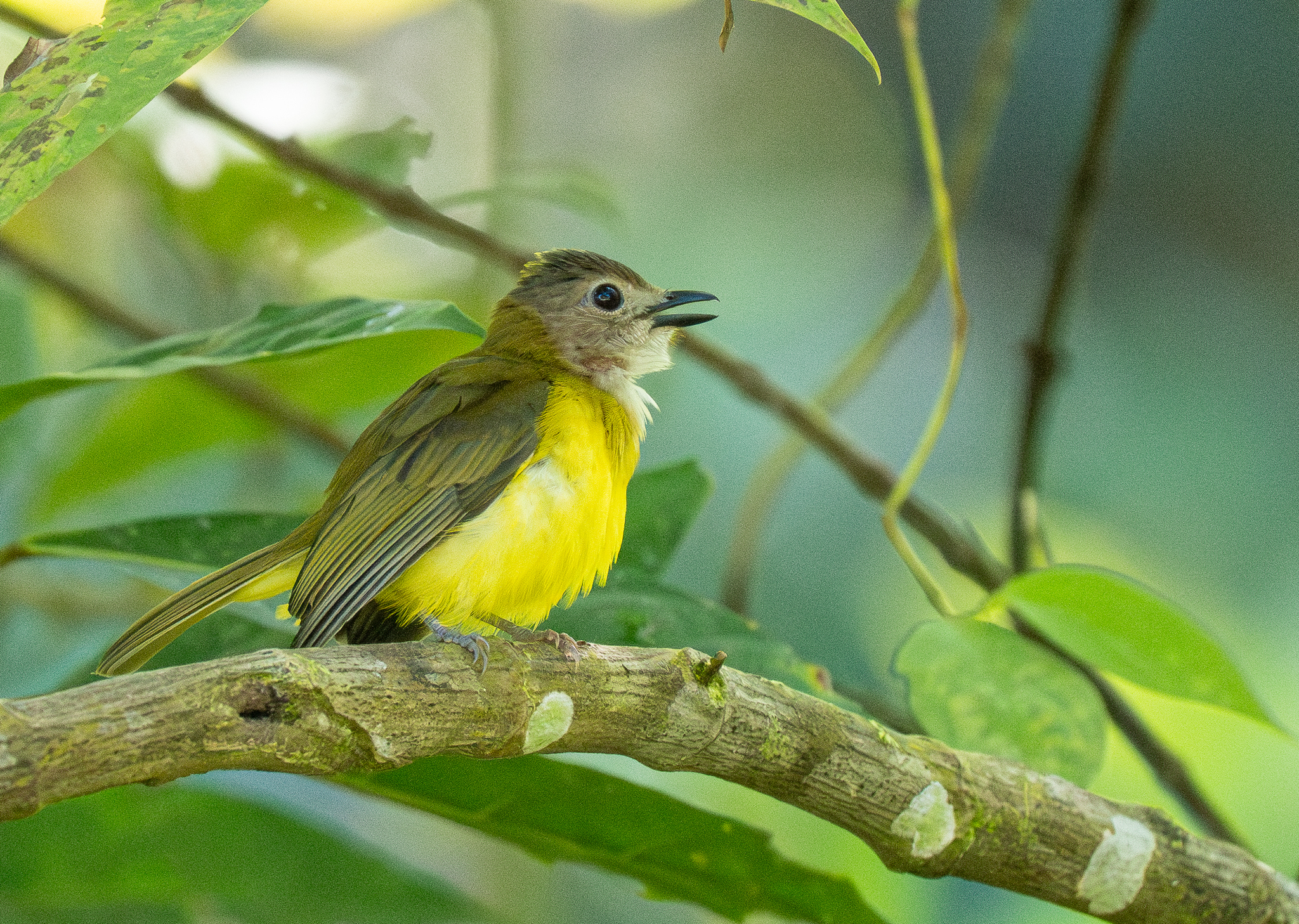 Yellow-bellied Whistler (Pachycephala philippinensis), photo 4