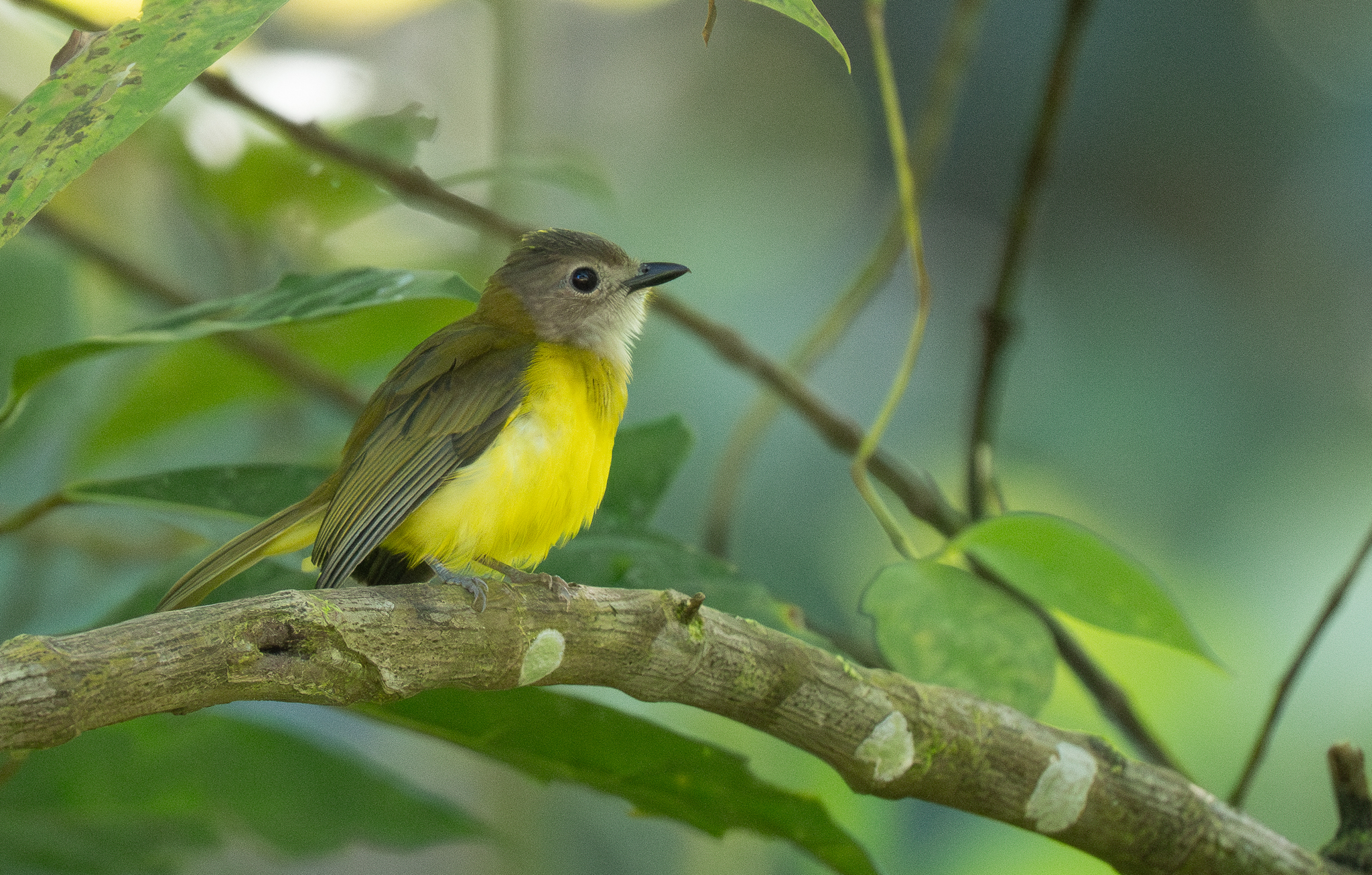 Yellow-bellied Whistler (Pachycephala philippinensis), photo 5