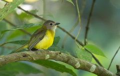Yellow-Bellied Whistler photo 3
