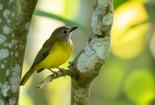 Yellow-bellied Whistler (Pachycephala philippinensis), photo 9