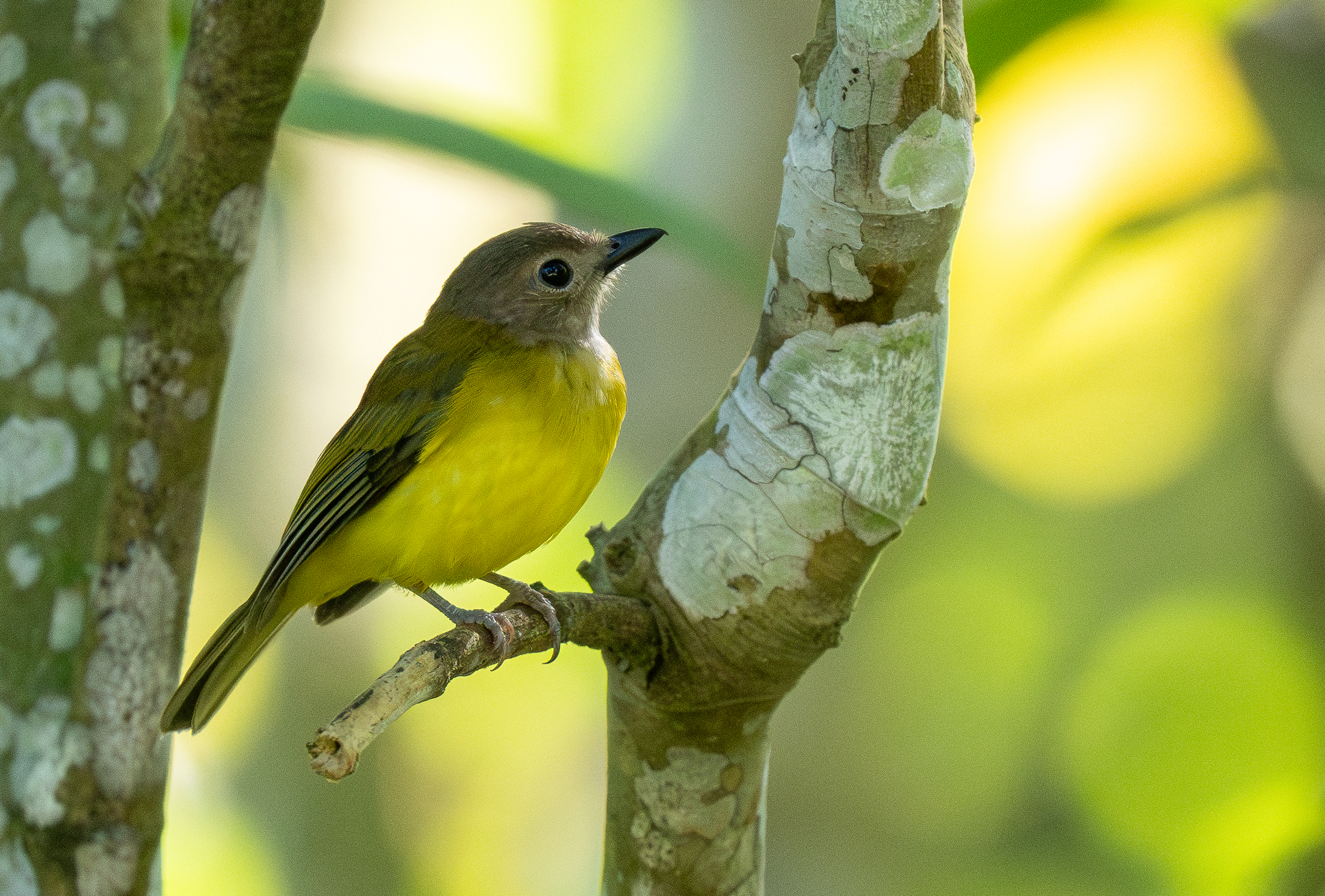 Yellow-bellied Whistler (Pachycephala philippinensis), photo 9