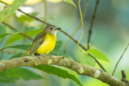 Yellow-bellied Whistler (Pachycephala philippinensis), photo 7