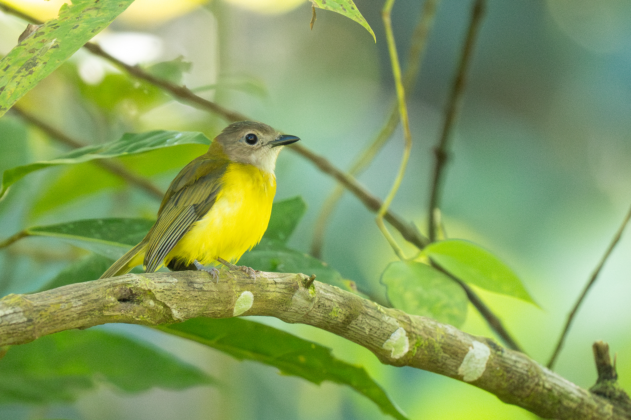 Yellow-bellied Whistler (Pachycephala philippinensis), photo 7