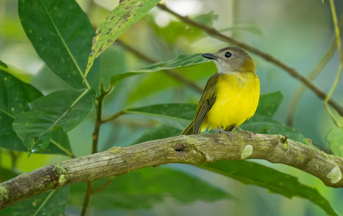 Yellow-bellied Whistler (Pachycephala philippinensis), photo 8
