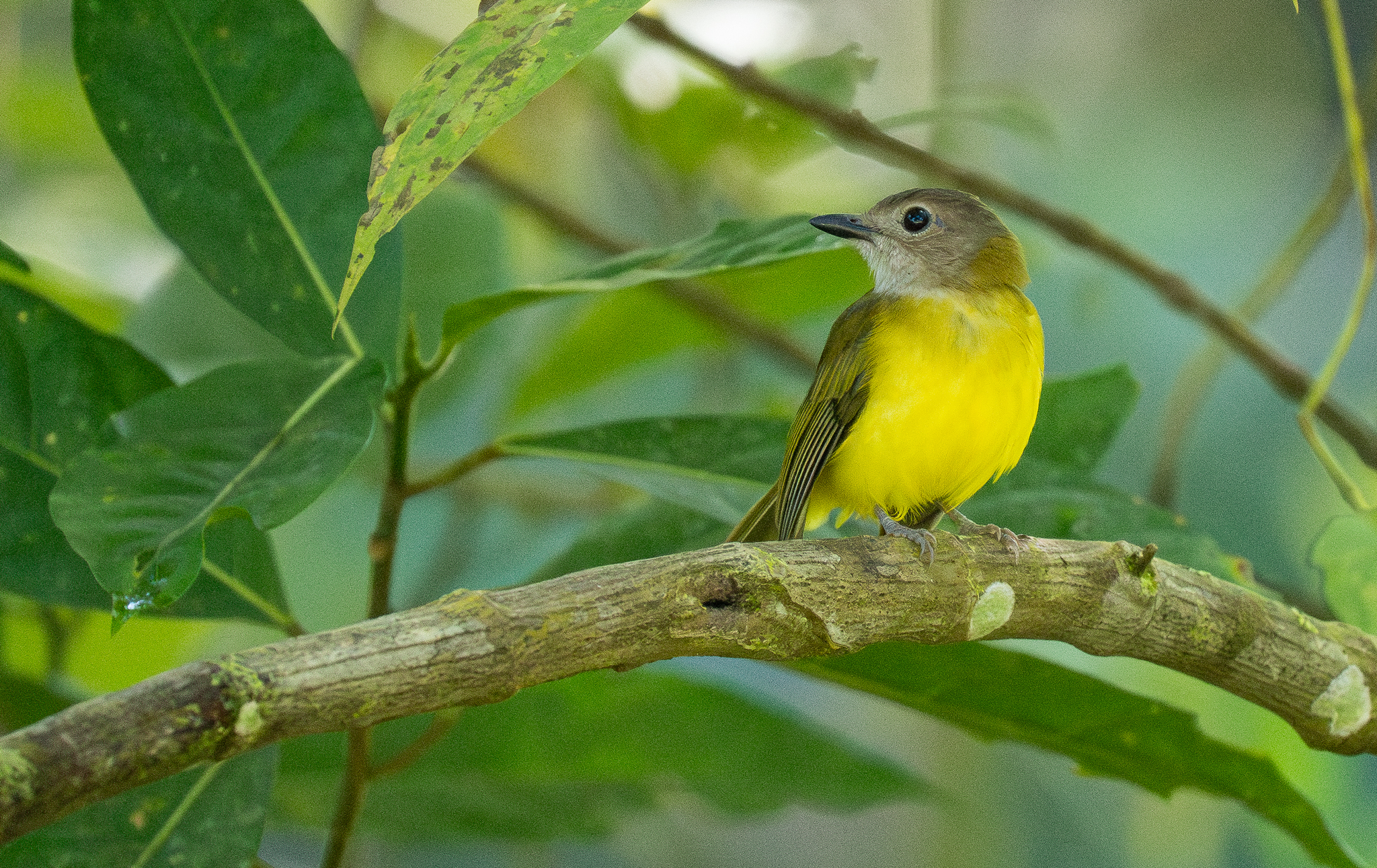 Yellow-bellied Whistler (Pachycephala philippinensis), photo 8