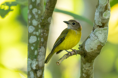 Yellow-Bellied Whistler photo 2