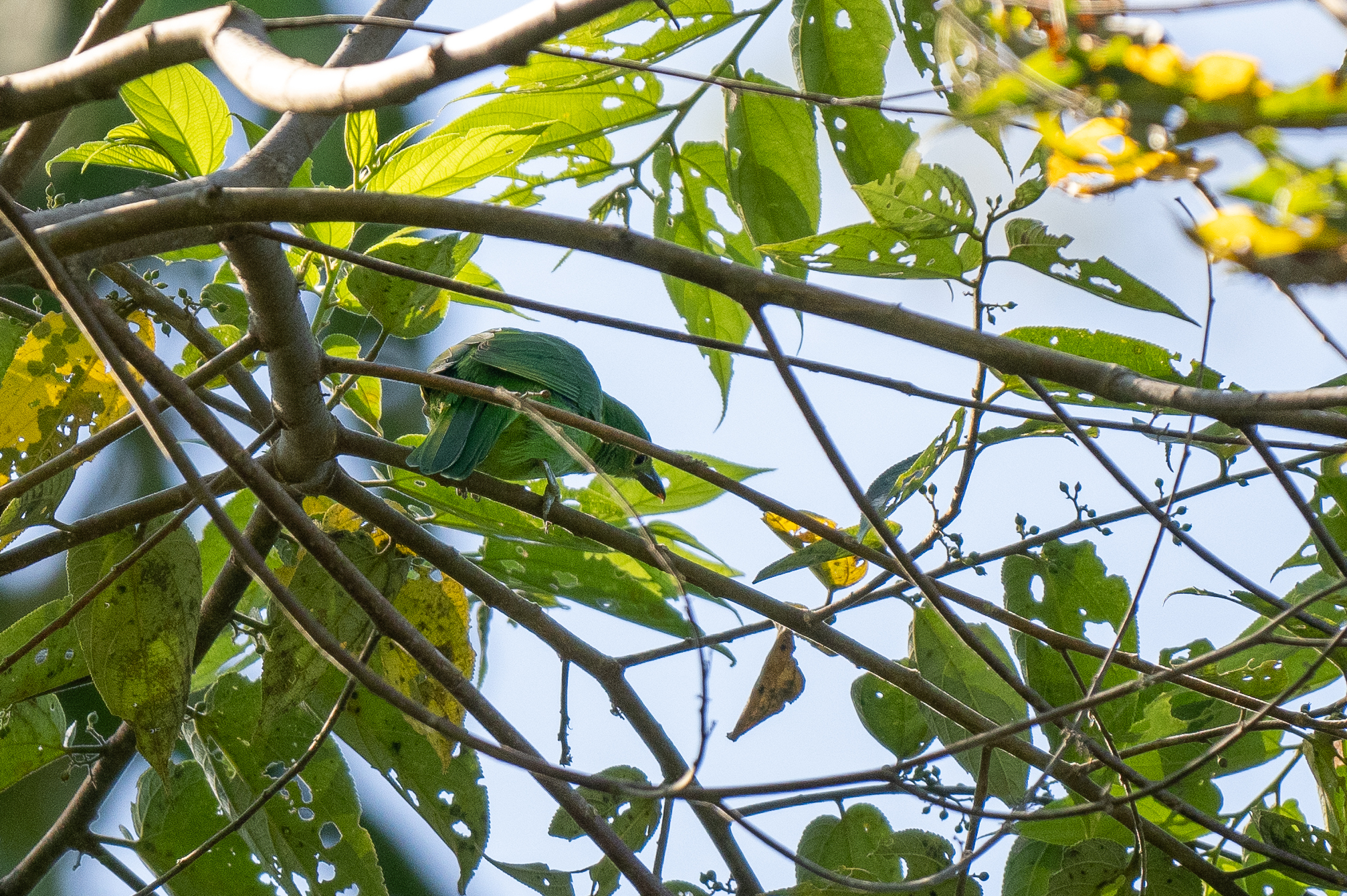 Philippine Leafbird (Chloropsis flavipennis), photo 9