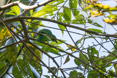 Philippine Leafbird photo 2