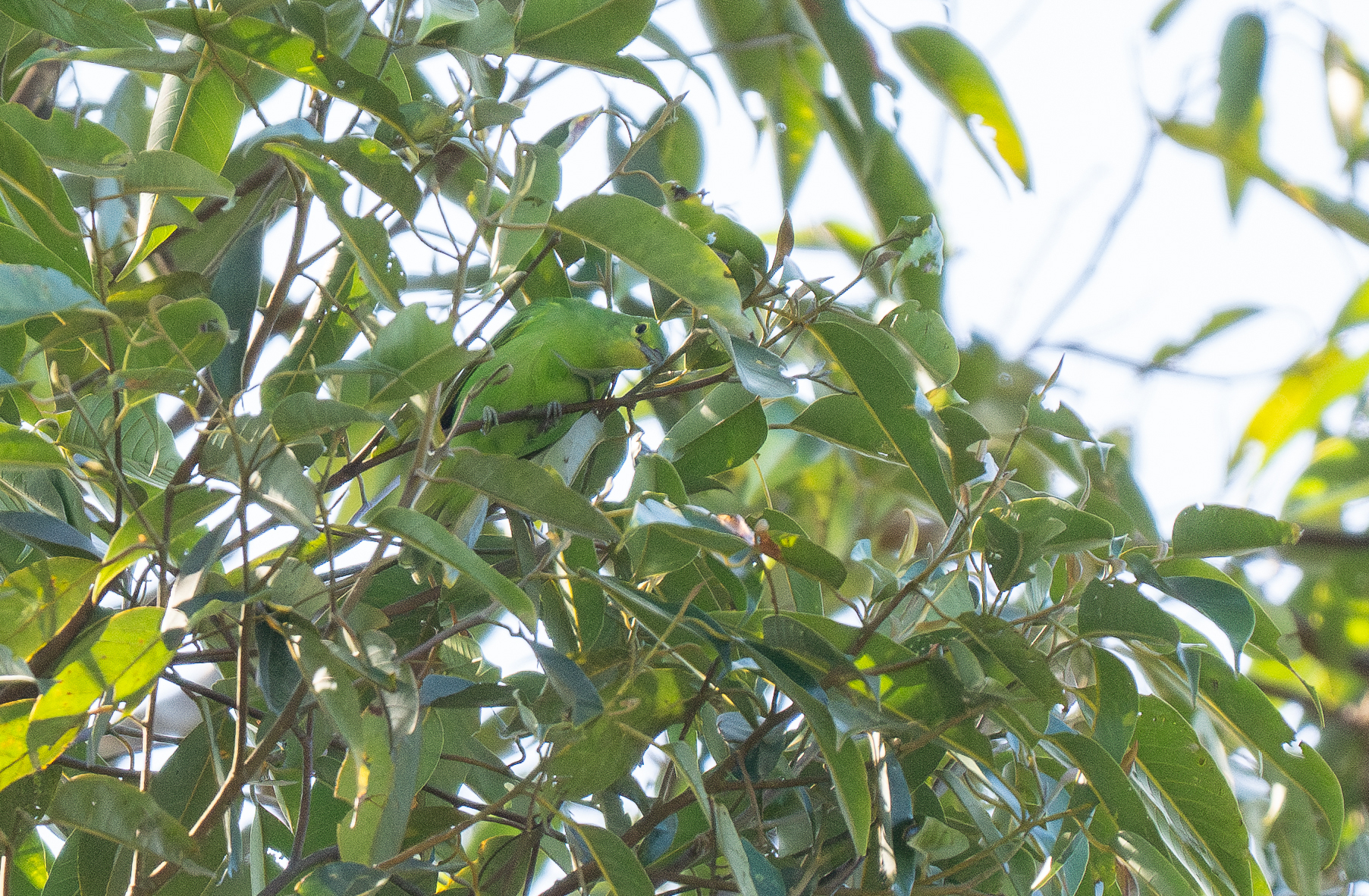 Philippine Leafbird (Chloropsis flavipennis), photo 10