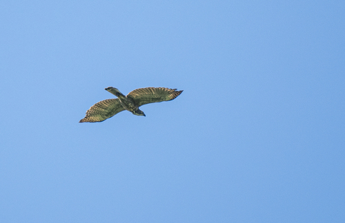 Pinsker's Hawk-Eagle (Nisaetus pinskeri), photo 8