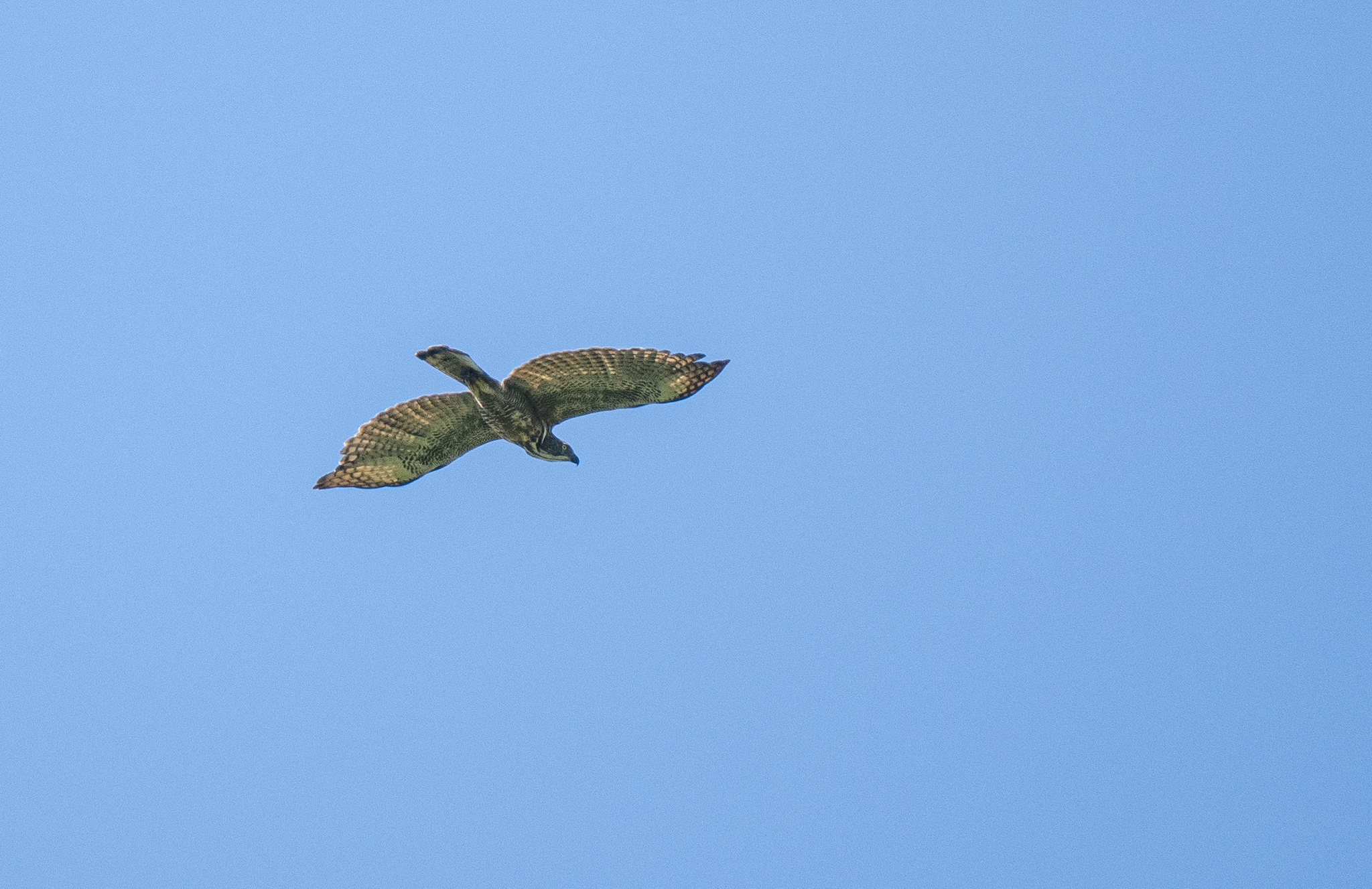 Pinsker's Hawk-Eagle (Nisaetus pinskeri), photo 8