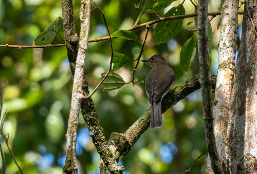 Zamboanga Bulbul (Hypsipetes rufigularis), photo 3