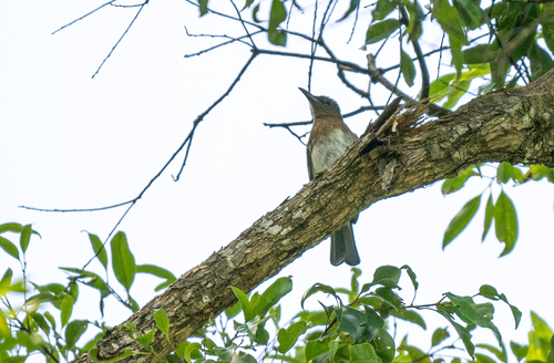 Zamboanga Bulbul (Hypsipetes rufigularis), photo 4