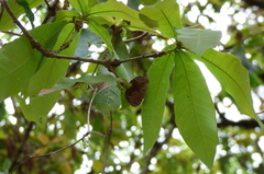 Quercus germana