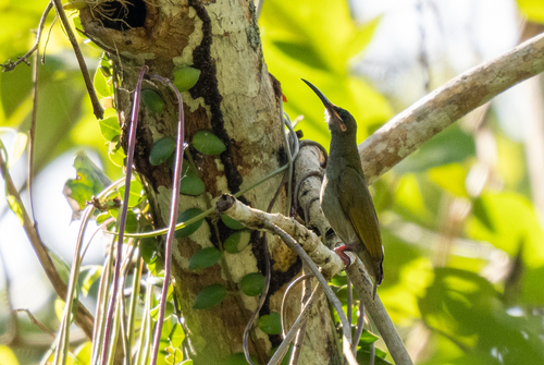Naked-faced Spiderhunter (Arachnothera clarae), photo 2