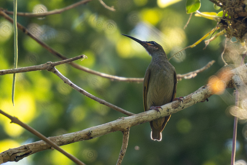 Naked-faced Spiderhunter (Arachnothera clarae), photo 3