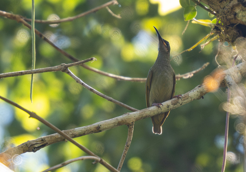 Naked-faced Spiderhunter (Arachnothera clarae), photo 2