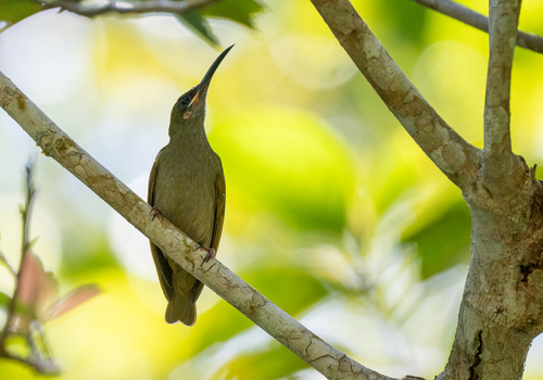 Naked-faced Spiderhunter (Arachnothera clarae), photo 5
