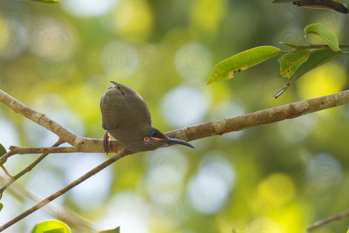 Naked-faced Spiderhunter (Arachnothera clarae), photo 4