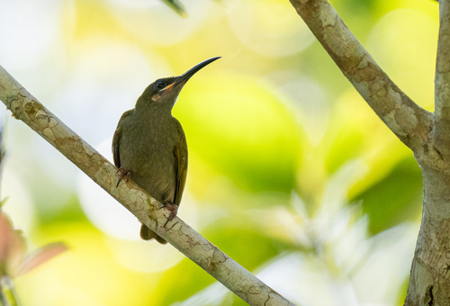 Naked-faced Spiderhunter (Arachnothera clarae), photo 6