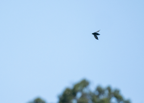 Philippine Spinetail (Mearnsia picina), photo 10