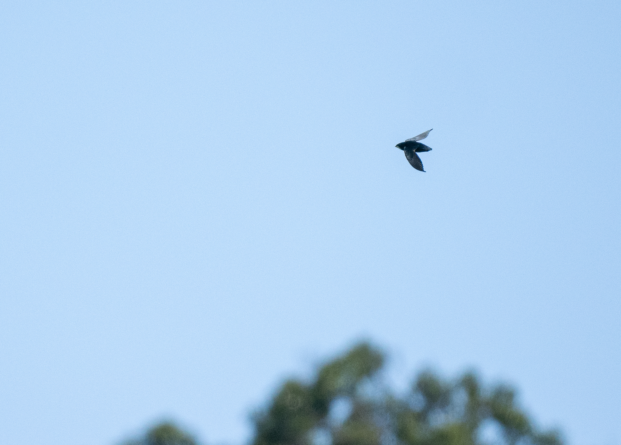 Philippine Spinetail (Mearnsia picina), photo 8